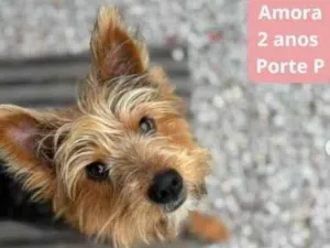 Cachorro raça Yorkshire idade 2 anos nome AMORA (YORKSHIRE)