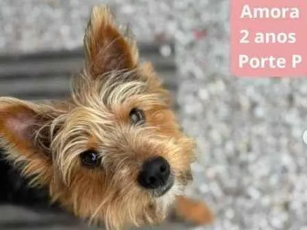 Cachorro ra a Yorkshire idade 2 anos nome AMORA (YORKSHIRE)