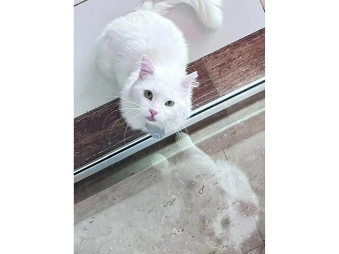 Gato ra a SRD-ViraLata idade 2 anos nome Suru 