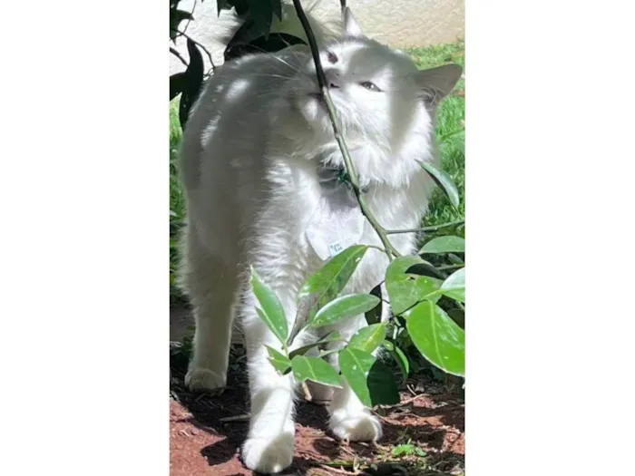 Gato ra a SRD-ViraLata idade 2 anos nome Suru 