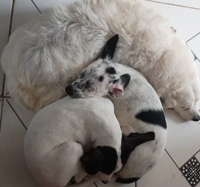Cachorro ra a SRD-ViraLata idade 2 a 6 meses nome Amora