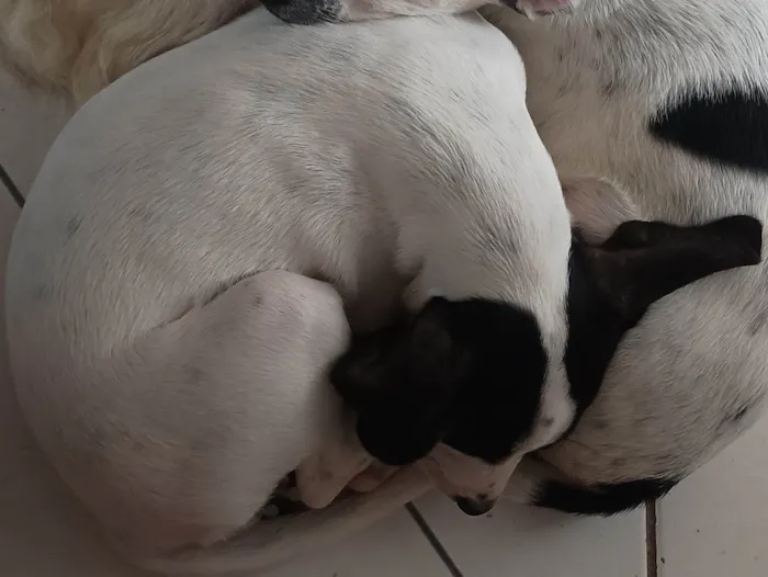 Cachorro ra a SRD-ViraLata idade 2 a 6 meses nome Amora