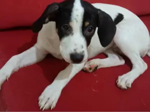 Cachorro raça SRD-ViraLata idade 2 a 6 meses nome Amora