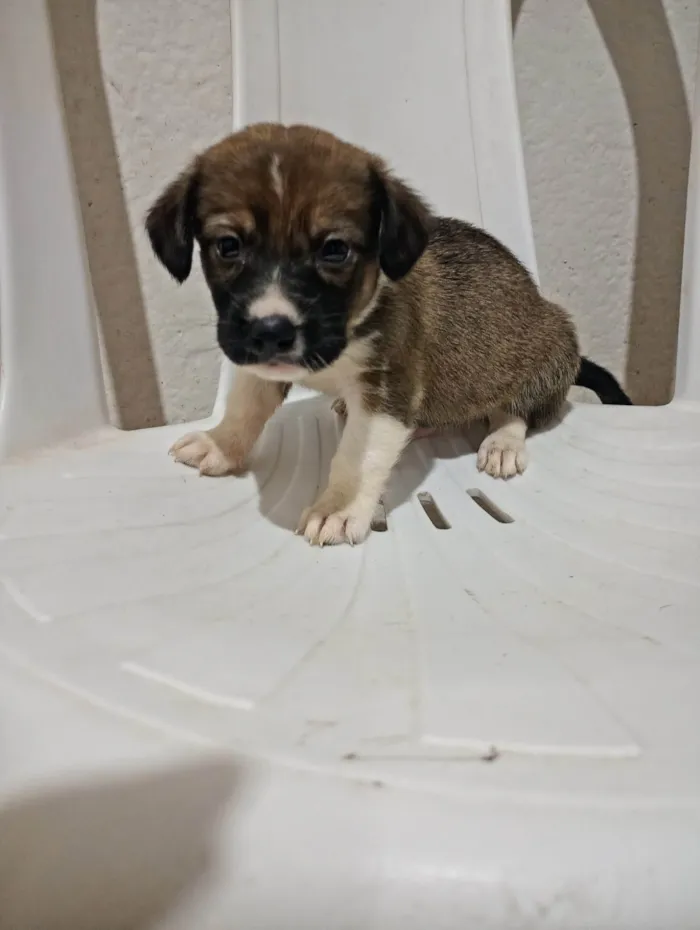 Cachorro ra a SRD-ViraLata idade Abaixo de 2 meses nome Fred