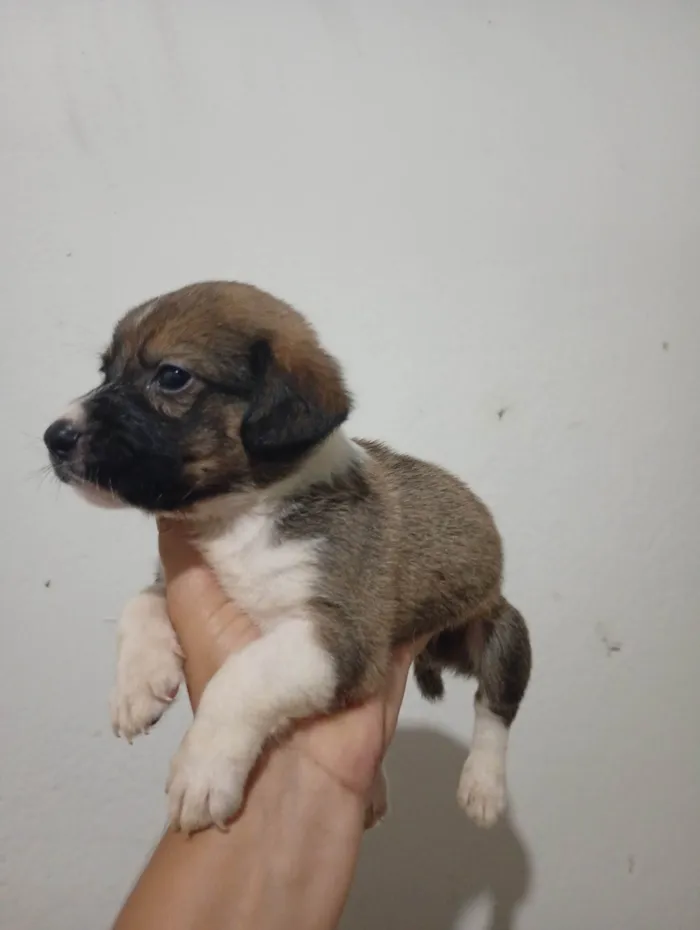 Cachorro ra a SRD-ViraLata idade Abaixo de 2 meses nome Fred