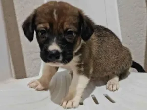 Cachorro raça SRD-ViraLata idade Abaixo de 2 meses nome Fred