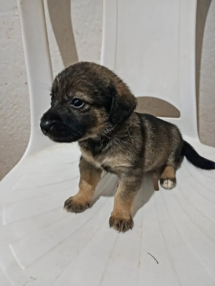 Cachorro ra a SRD-ViraLata idade Abaixo de 2 meses nome Kiara