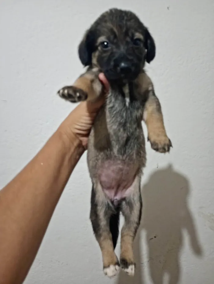Cachorro ra a SRD-ViraLata idade Abaixo de 2 meses nome Kiara