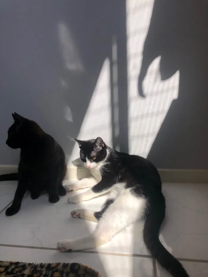 Gato ra a Exótico idade 2 a 6 meses nome July e dudu 