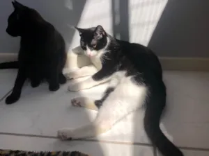 Gato raça Exótico idade 2 a 6 meses nome July e dudu 