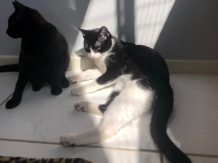 Gato ra a Exótico idade 2 a 6 meses nome July e dudu 