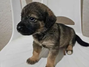 Cachorro raça SRD-ViraLata idade Abaixo de 2 meses nome Kiara