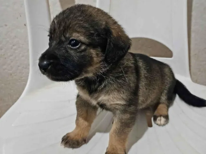 Cachorro ra a SRD-ViraLata idade Abaixo de 2 meses nome Kiara