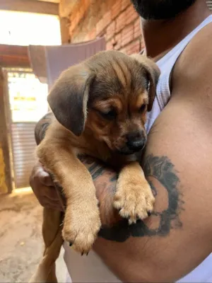 Cachorro raça SRD-ViraLata idade 2 a 6 meses nome Babys