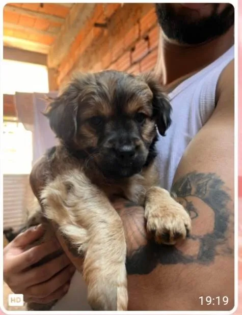 Cachorro ra a SRD-ViraLata idade 2 a 6 meses nome Babys