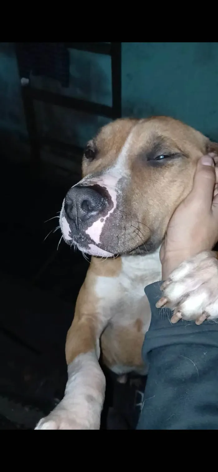 Cachorro ra a Pit-Bull idade 7 a 11 meses nome Zeus