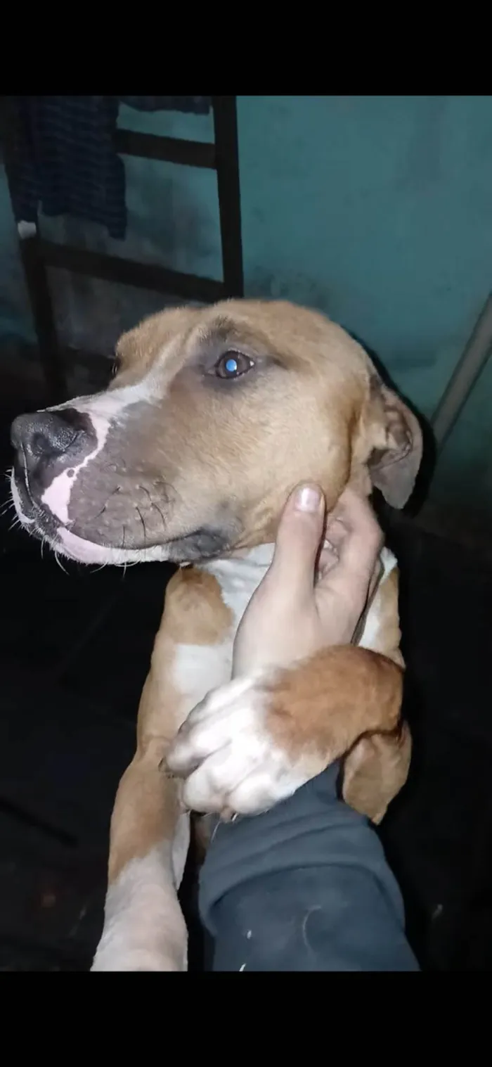 Cachorro ra a Pit-Bull idade 7 a 11 meses nome Zeus