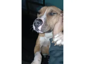 Cachorro raça Pit-Bull idade 7 a 11 meses nome Zeus