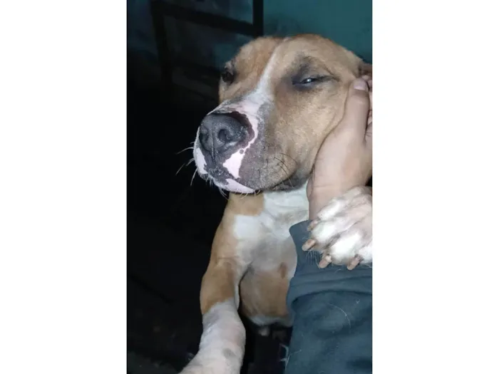 Cachorro ra a Pit-Bull idade 7 a 11 meses nome Zeus