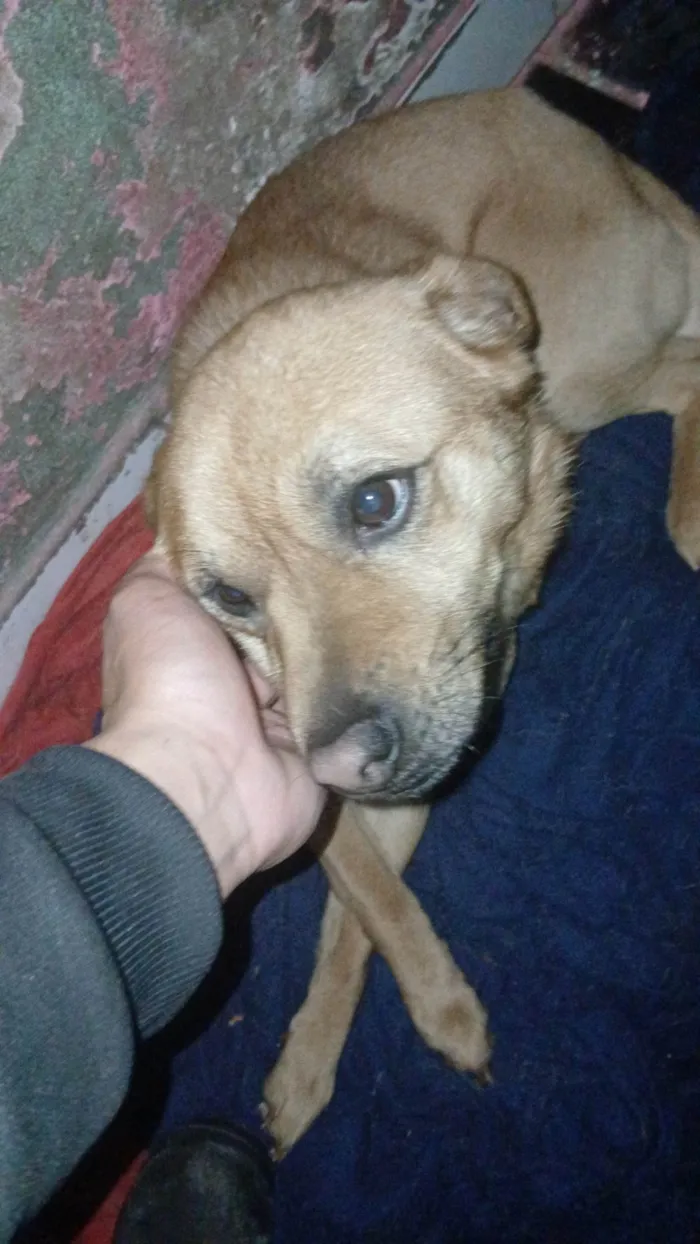 Cachorro ra a SRD-ViraLata idade 7 a 11 meses nome Bobby