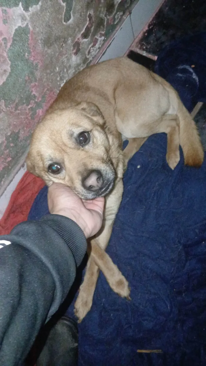 Cachorro ra a SRD-ViraLata idade 7 a 11 meses nome Bobby