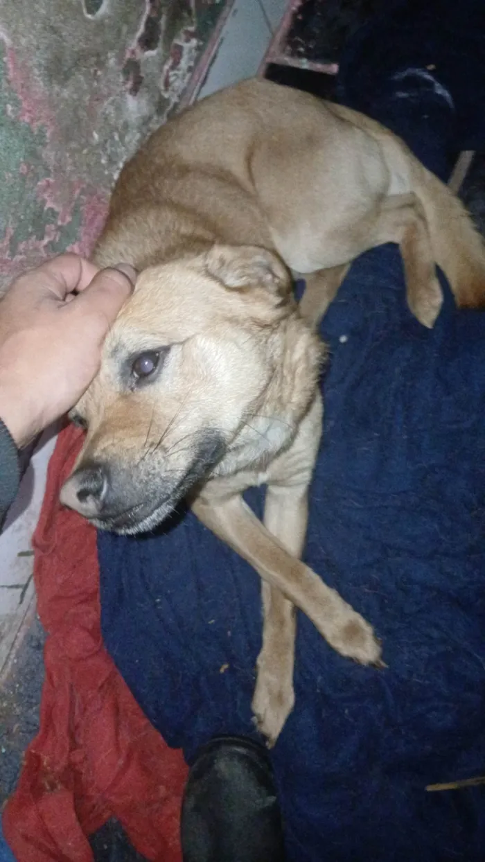 Cachorro ra a SRD-ViraLata idade 7 a 11 meses nome Bobby
