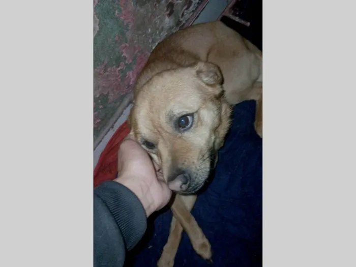 Cachorro ra a SRD-ViraLata idade 7 a 11 meses nome Bobby