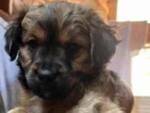 Cachorro raça SRD-ViraLata idade 2 a 6 meses nome Babys