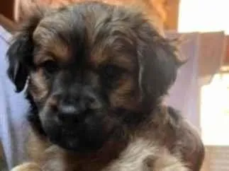 Cachorro ra a SRD-ViraLata idade 2 a 6 meses nome Babys