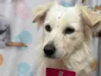 Lolita