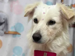 Cachorro raça SRD-ViraLata idade 2 anos nome Lolita
