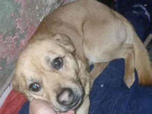 Cachorro raça SRD-ViraLata idade 7 a 11 meses nome Bobby