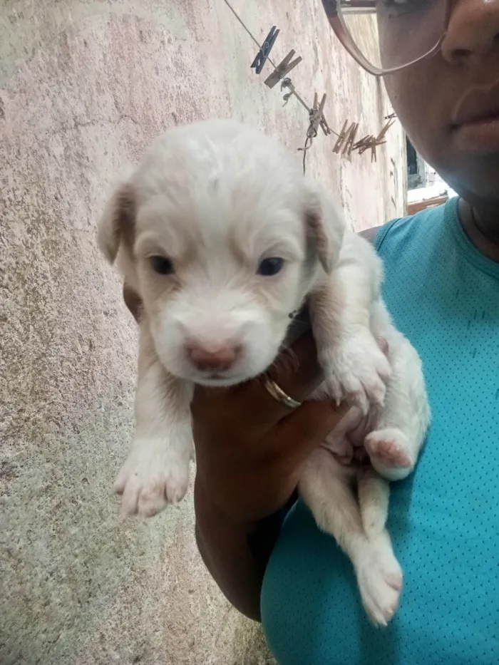 Cachorro ra a Poodle idade Abaixo de 2 meses nome Jéssica 