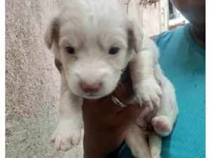 Cachorro raça Poodle idade Abaixo de 2 meses nome Jéssica 