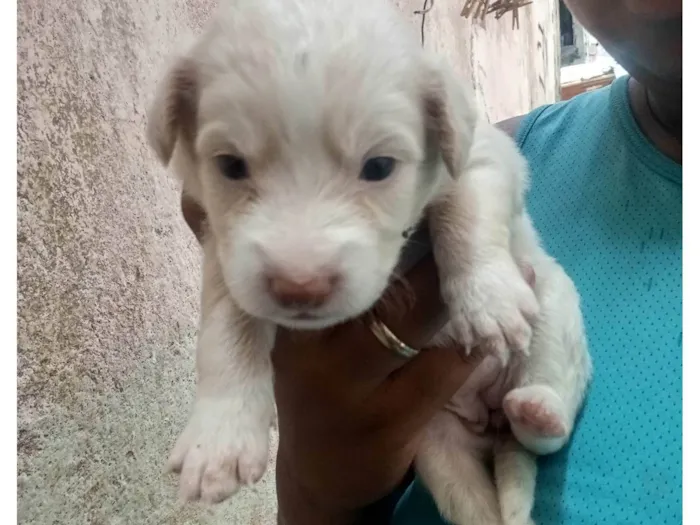 Cachorro ra a Poodle idade Abaixo de 2 meses nome Jéssica 