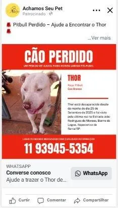 Cachorro ra a Pit-Bull idade 5 anos nome Thor