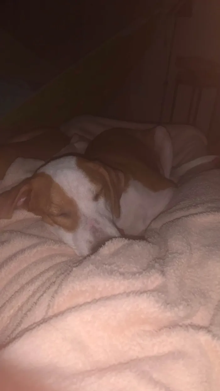 Cachorro ra a SRD-ViraLata idade 2 a 6 meses nome Jordan