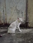 Gatinha branca 