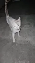 Gatinha branca 