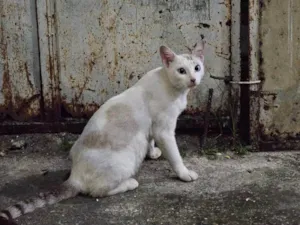 Gato raça SRD-ViraLata idade 2 a 6 meses nome Gatinha branca 