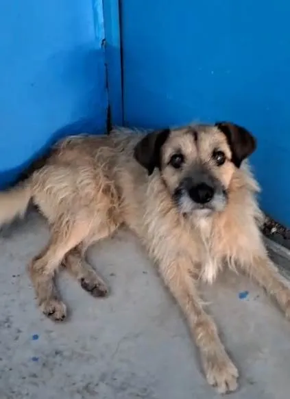 Cachorro ra a SRD-ViraLata idade 2 a 6 meses nome Falar com Luciana - Whats 11 99620-0259