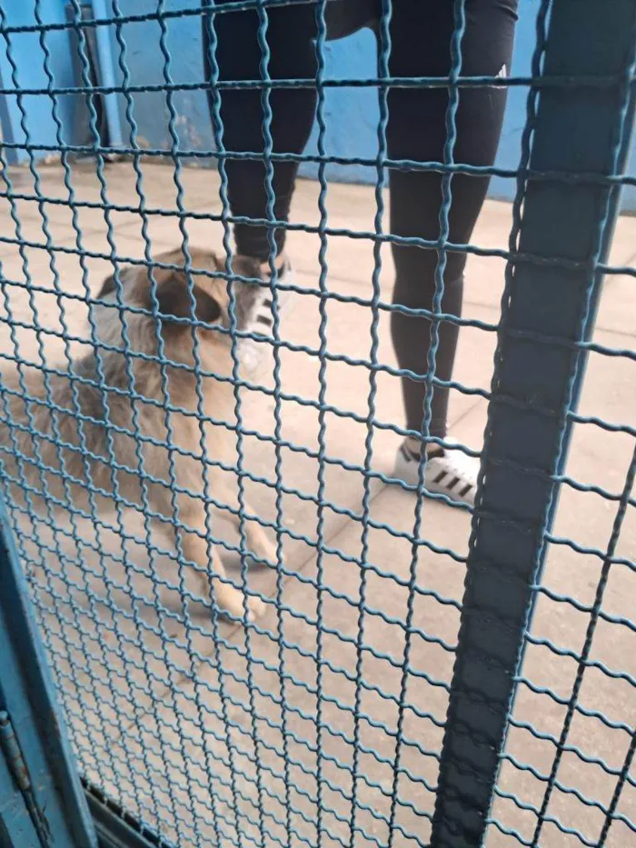 Cachorro ra a SRD-ViraLata idade 2 a 6 meses nome Falar com Luciana - Whats 11 99620-0259