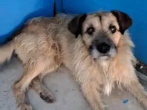 Cachorro raça SRD-ViraLata idade 2 a 6 meses nome Falar com Luciana - Whats 11 99620-0259