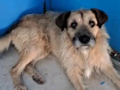 Cachorro ra a SRD-ViraLata idade 2 a 6 meses nome Falar com Luciana - Whats 11 99620-0259