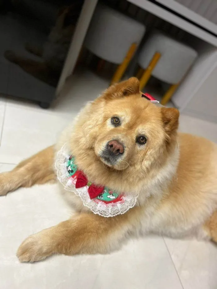 Cachorro ra a Chow Chow idade 2 a 6 meses nome Falar com Letícia - Whats 11 98760-6036