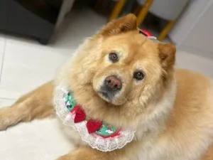Cachorro raça Chow Chow idade 2 a 6 meses nome Falar com Letícia - Whats 11 98760-6036