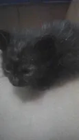 Gatinho