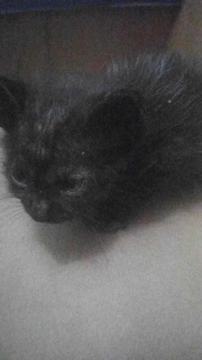 Gato ra a SRD-ViraLata idade Abaixo de 2 meses nome Gatinho
