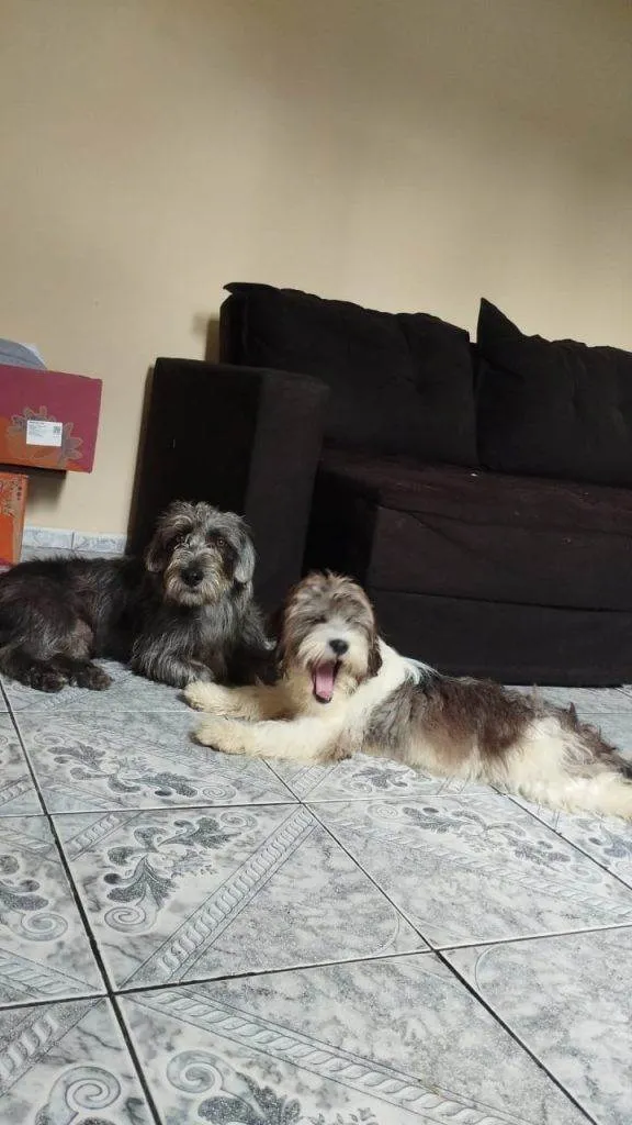 Cachorro ra a SRD-ViraLata idade 2 a 6 meses nome Falar com Taís - Whats 11 97889-8916