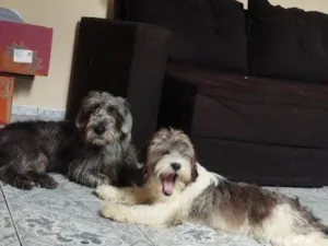 Cachorro raça SRD-ViraLata idade 2 a 6 meses nome Falar com Taís - Whats 11 97889-8916